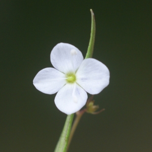 Veronica angustifolia Gray (Véronique à écusson)
