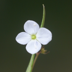 Limnaspidium parmularium (A.Poit. & Turpin) Fourr. (Véronique à écusson)