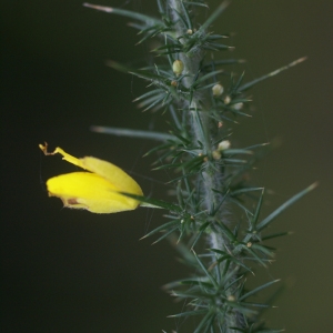 Photographie n°59747 du taxon Ulex minor Roth [1797]