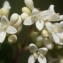  Liliane Roubaudi - Ligustrum vulgare L. [1753]