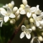  Liliane Roubaudi - Ligustrum vulgare L. [1753]