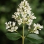  Liliane Roubaudi - Ligustrum vulgare L. [1753]