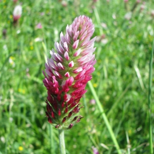 Photographie n°59757 du taxon Trifolium incarnatum subsp. molinerii (Balb. ex Hornem.) Ces. [1844]