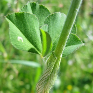 Photographie n°59758 du taxon Trifolium incarnatum subsp. molinerii (Balb. ex Hornem.) Ces. [1844]