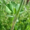  Catherine MAHYEUX - Trifolium incarnatum subsp. molinerii (Balb. ex Hornem.) Ces. [1844]