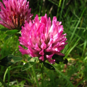 Photographie n°59761 du taxon Trifolium pratense L. [1753]