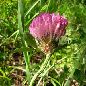 Photographie n°59762 du taxon Trifolium pratense L. [1753]