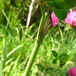 Photographie n°59763 du taxon Trifolium pratense L. [1753]