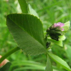 Photographie n°59765 du taxon Trifolium resupinatum L. [1753]