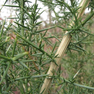 Photographie n°59768 du taxon Ulex europaeus L. [1753]