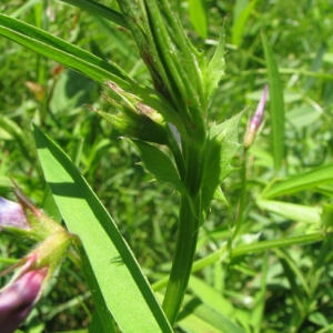 Photographie n°59773 du taxon Vicia bithynica (L.) L. [1759]