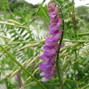 Photographie n°59777 du taxon Vicia cracca L. [1753]