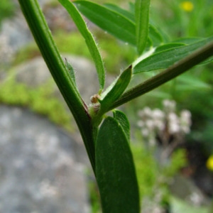 Photographie n°59780 du taxon Vicia tenuifolia Roth [1788]