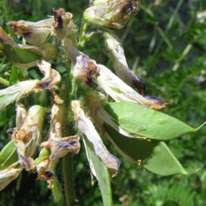 Photographie n°59783 du taxon Vicia orobus DC.