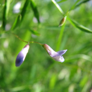 Photographie n°59785 du taxon Vicia tetrasperma (L.) Schreb. [1771]