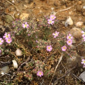 Photographie n°59793 du taxon Frankenia hirsuta L. [1753]