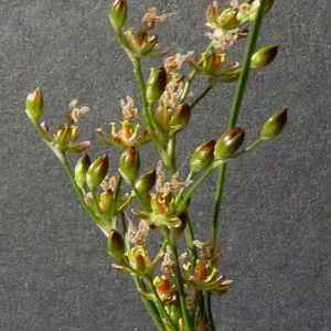 Photographie n°59815 du taxon Juncus tenuis Willd. [1799]