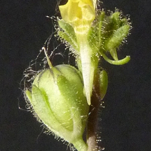 Photographie n°59816 du taxon Linaria simplex (Willd.) DC. [1805]
