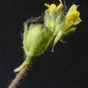 Photographie n°59817 du taxon Linaria simplex (Willd.) DC. [1805]