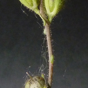 Photographie n°59818 du taxon Linaria simplex (Willd.) DC. [1805]