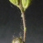  Bertrand BUI - Linaria simplex (Willd.) DC. [1805]