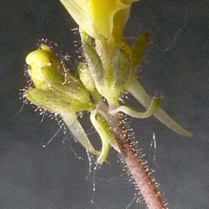 Photographie n°59819 du taxon Linaria simplex (Willd.) DC. [1805]