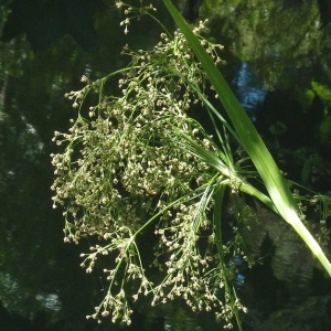 Scirpus sylvaticus L. (Scirpe des bois)