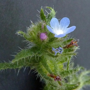 Photographie n°59824 du taxon Anchusa arvensis (L.) M.Bieb. [1808]