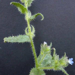 Photographie n°59825 du taxon Anchusa arvensis (L.) M.Bieb. [1808]