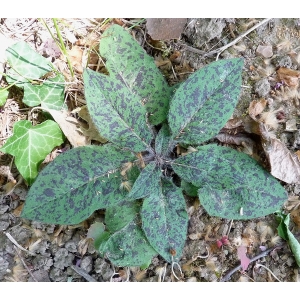 Hieracium maculatum Schrank (Épervière tachée)