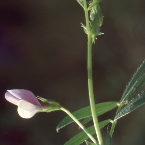 Photographie n°59839 du taxon Vicia villosa subsp. elegantissima (Shuttlew. ex Rouy) G.Bosc & Kerguélen [1987]