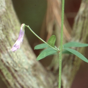  - Vicia villosa subsp. elegantissima (Shuttlew. ex Rouy) G.Bosc & Kerguélen [1987]