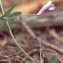  Liliane Roubaudi - Vicia villosa subsp. elegantissima (Shuttlew. ex Rouy) G.Bosc & Kerguélen [1987]