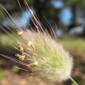 Photographie n°59844 du taxon Lagurus ovatus L. [1753]