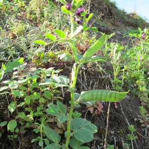 Photographie n°59847 du taxon Vicia serratifolia Jacq. [1778]