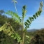  Hugues Tinguy - Astragalus pelecinus (L.) Barneby [1964]