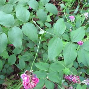 Photographie n°59854 du taxon Lathyrus venetus (Mill.) Wohlf. [1892]