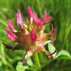 Photographie n°59862 du taxon Trifolium spumosum L. [1753]