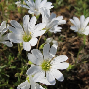 Photographie n°59865 du taxon Cerastium soleirolii Ser. ex Duby [1828]