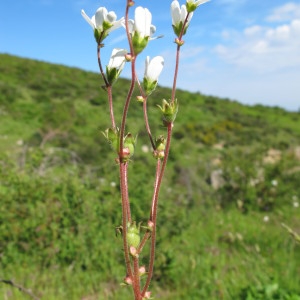  - Saxifraga bulbifera L. [1753]