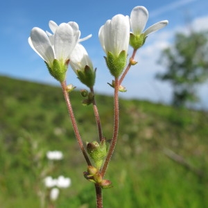  - Saxifraga bulbifera L. [1753]