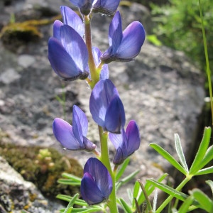 Photographie n°59875 du taxon Lupinus angustifolius L. [1753]