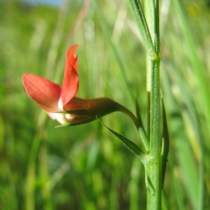 Photographie n°59876 du taxon Lathyrus sphaericus Retz. [1783]