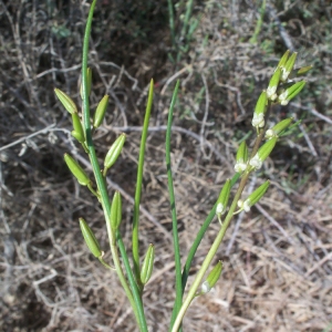 Photographie n°59881 du taxon Triglochin bulbosa subsp. barrelieri (Loisel.) Rouy [1912]