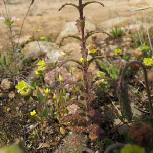 Photographie n°59882 du taxon Bartsia trixago L. [1753]