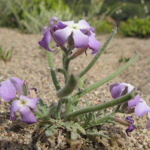 Photographie n°59890 du taxon Matthiola tricuspidata (L.) R.Br. [1812]