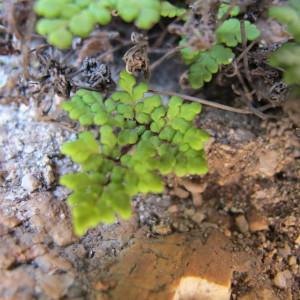 Hemionitis tinaei (Tod.) Christenh. (Cheilanthès de Corse)