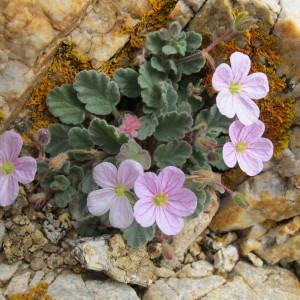 Photographie n°59908 du taxon Erodium corsicum Léman [1805]