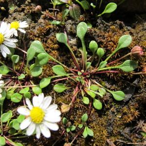 Photographie n°59916 du taxon Bellium bellidioides L. [1771]