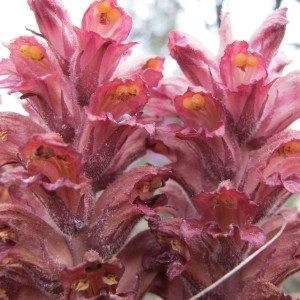  - Orobanche rapum-genistae subsp. rigens (Loisel.) P.Fourn. [1937]